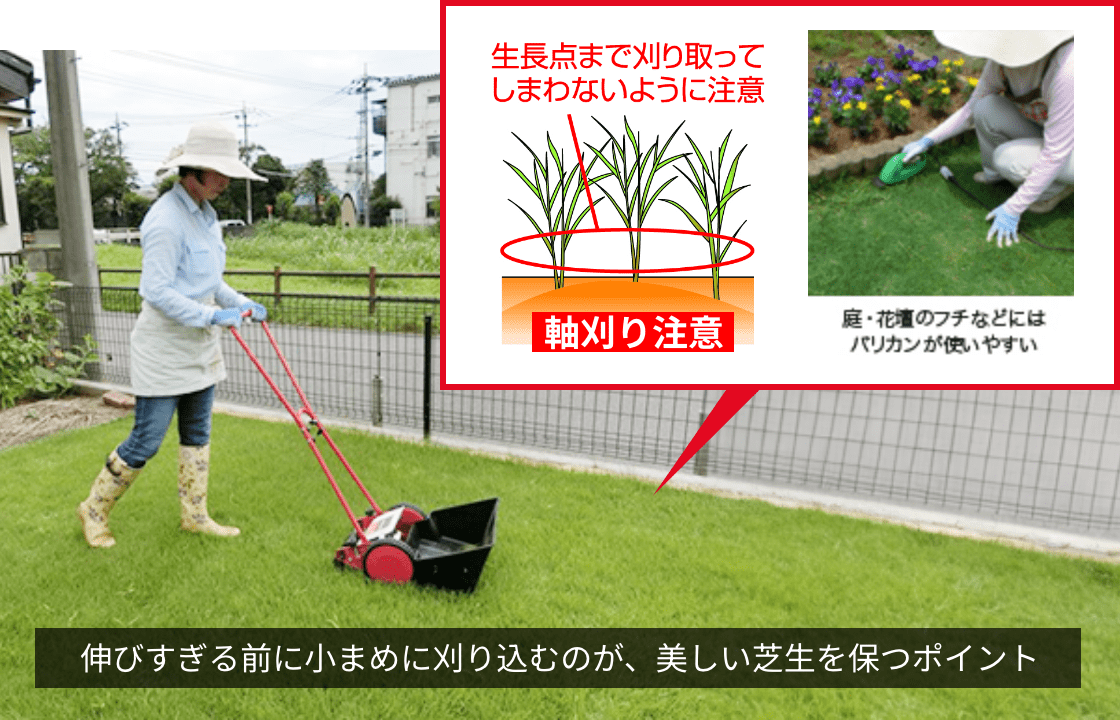 生長点まで刈り取ってしまわないように注意 軸刈り注意 庭・花壇の縁などにはバリカンが使いやすい 伸びすぎる前に小まめに刈り込むのが、美しい芝生を保つポイント