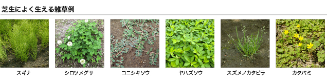 芝生によく生える雑草例