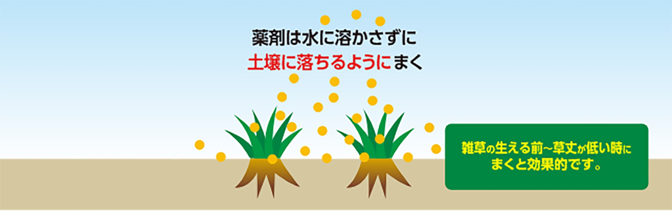 薬剤は水に溶かさずに土壌に落ちるようにまく 雑草の生える前~草丈が低い時にまくと効果的です。