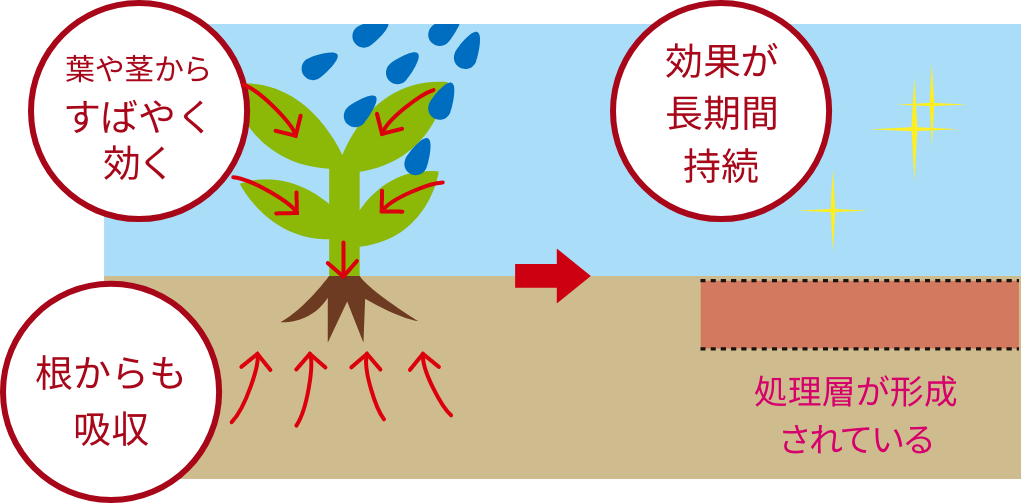 葉や茎からすばやく効く 根からも吸収 効果が長期間持続 処理層が形成されている