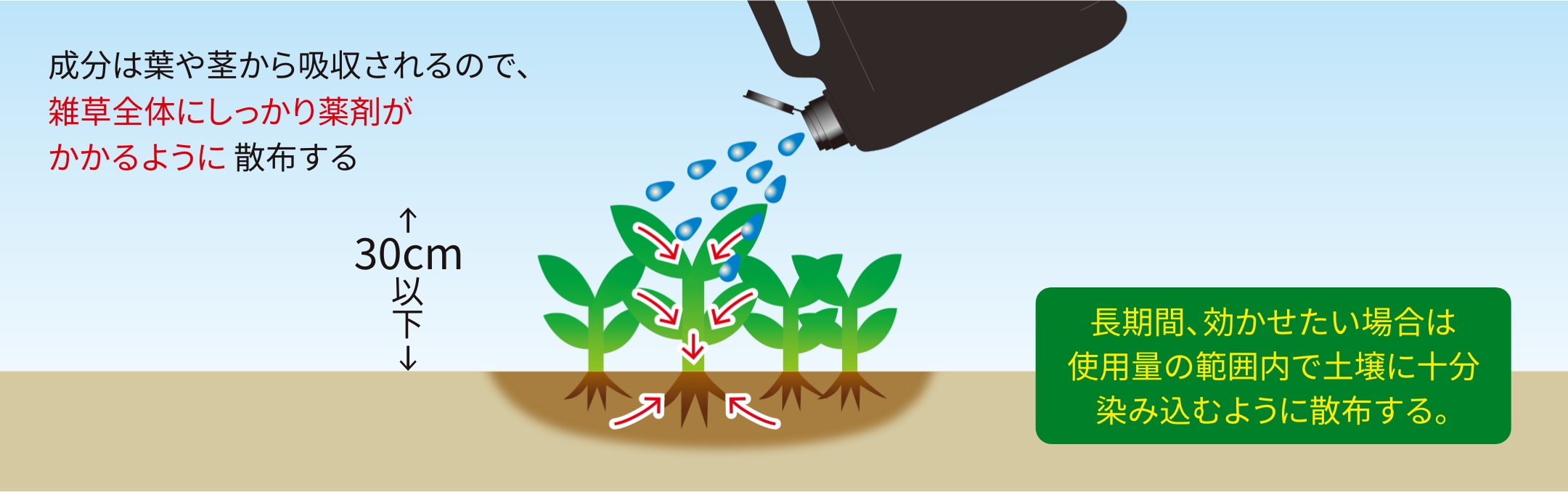 成分は葉や茎から吸収されるので、雑草全体にしっかり薬剤がかかるように散布する 30cm以下 長期間、効かせたい場合は使用量の範囲内で土壌に十分染み込むように散布する。