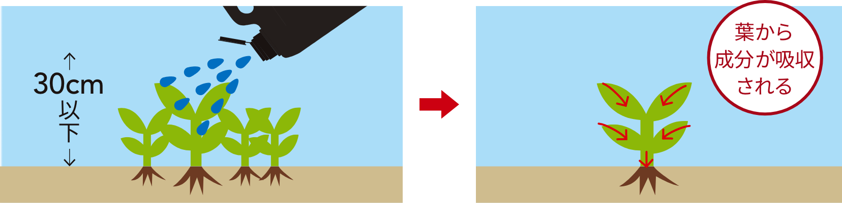 30cm以下 葉から成分が吸収される