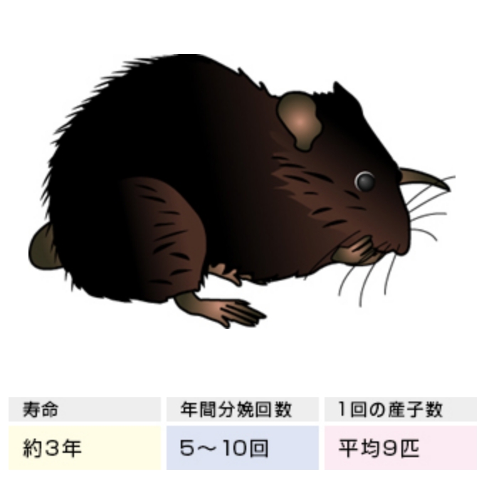 寿命 約3年 年間分娩回数 5~10回 1回の産子率 平均9匹