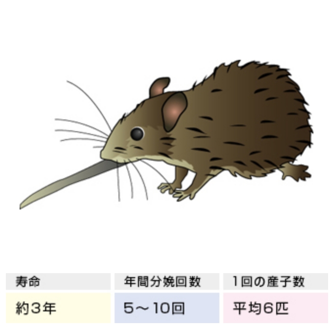 寿命 約3年 年間分娩回数 5~10回 1回の産子率 平均6匹