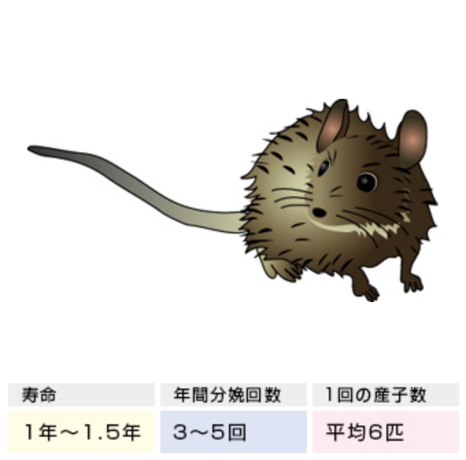 寿命 1~1.5年 年間分娩回数 3~5回 1回の産子率 平均6匹